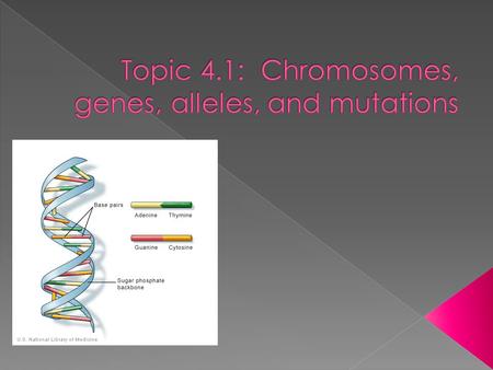  4.1.1: State that eukaryotic chromosomes are made of DNA and proteins  4.1.2: Define gene, allele and genome  4.1.3: Define gene mutations  4.1.4: