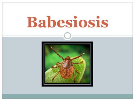 Babesiosis. How It’s Caused  Ticks bite primary carrying host, usually a white-footed mouse, meadow vole, or white-tailed deer  Ticks get infected with.