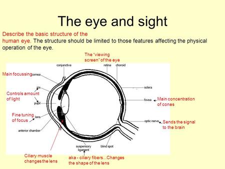 The eye and sight Describe the basic structure of the human eye. The structure should be limited to those features affecting the physical operation of.