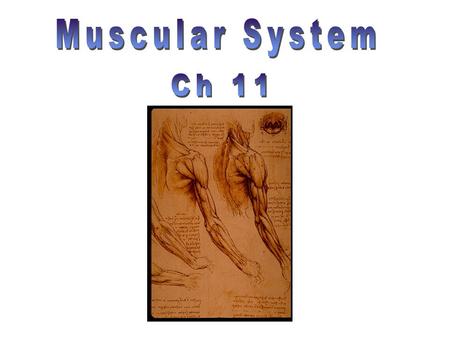 Muscular System Ch 11.