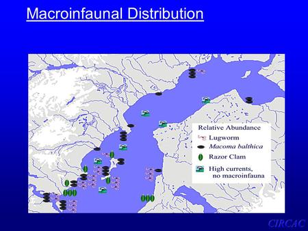 Macroinfaunal Distribution. Relationships Among Burrowing Organisms in Mud Flats.