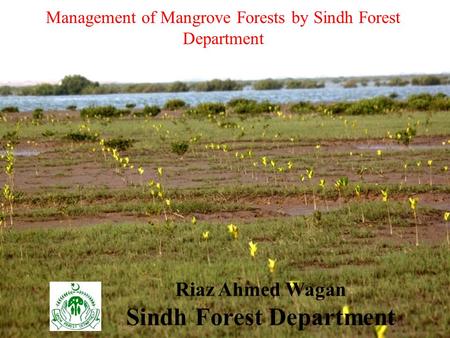 Management of Mangrove Forests by Sindh Forest Department Riaz Ahmed Wagan Sindh Forest Department.