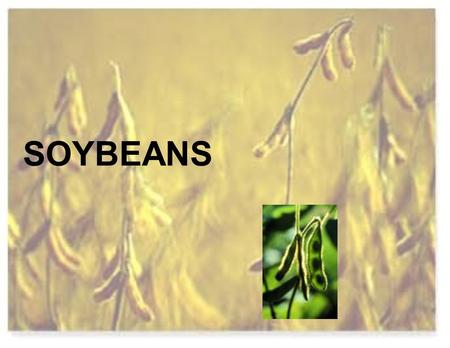 SOYBEANS. Soybeans were domesticated in China High in protein 38 % protein.