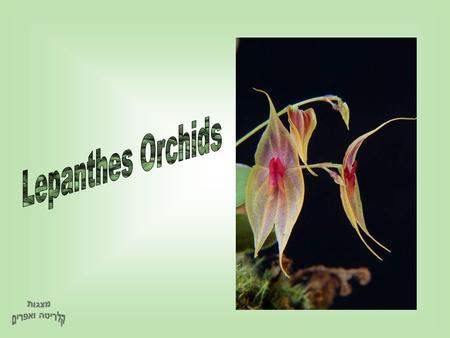 Lepanthes Orchids מצגות קלריטה ואפרים.