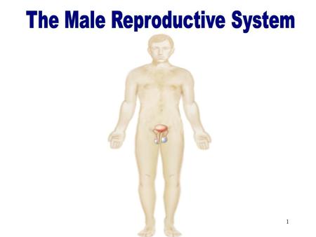1 The Male Reproductive System 2 Objectives After studying this chapter, you will be able to: Name the parts of the male reproductive system and discuss.