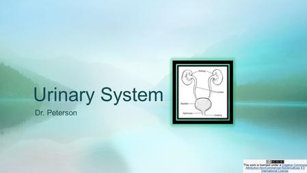 Urinary System Dr. Peterson. Kidney Urinalysis (UA) Other Diagnostic Tests (related to kidney, ureter, bladder, prostate)