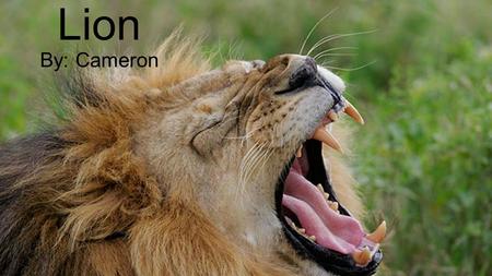 Lion By: Cameron.