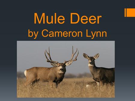 Mule Deer by Cameron Lynn. Description: Soft brown, tan or reddish fur Black forehead with white tail and black tip Ears are six inches off their head.
