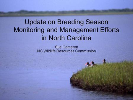 Update on Breeding Season Monitoring and Management Efforts in North Carolina Sue Cameron NC Wildlife Resources Commission.