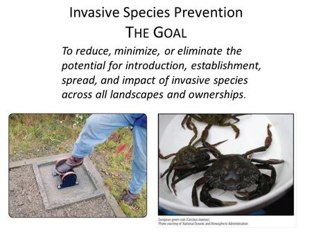 Invasive Species Prevention T HE G OAL To reduce, minimize, or eliminate the potential for introduction, establishment, spread, and impact of invasive.