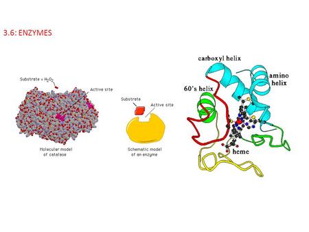3.6: ENZYMES.