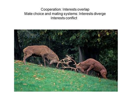 Cooperation: Interests overlap Mate choice and mating systems: Interests diverge Interests conflict.
