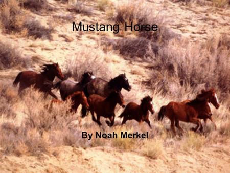 Mustang Horse By Noah Merkel.