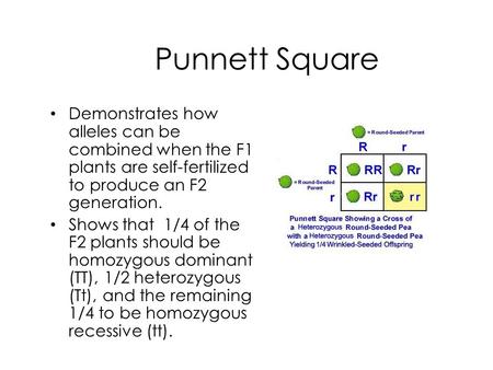 Punnett Square Demonstrates how alleles can be combined when the F1 plants are self-fertilized to produce an F2 generation. Shows that 1/4 of the F2 plants.
