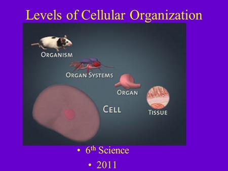 Levels of Cellular Organization