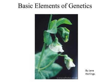 Basic Elements of Genetics By Jane Horlings. Genetics The alternate forms of a gene are called alleles Alleles are denoted by a letter or letters; dominant.