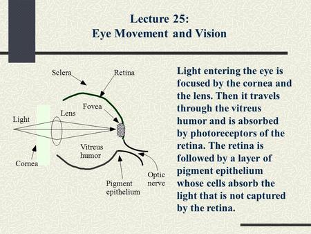 Light Cornea Sclera Optic nerve Lens Vitreus humor Pigment epithelium Fovea Retina Light entering the eye is focused by the cornea and the lens. Then it.