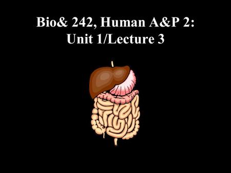 Bio& 242, Human A&P 2: Unit 1/Lecture 3