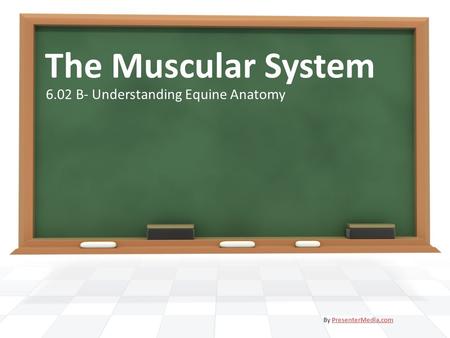 The Muscular System 6.02 B- Understanding Equine Anatomy By PresenterMedia.comPresenterMedia.com.