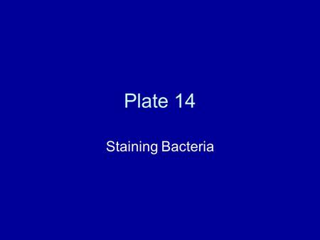 Plate 14 Staining Bacteria.