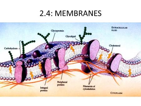 2.4: MEMBRANES.