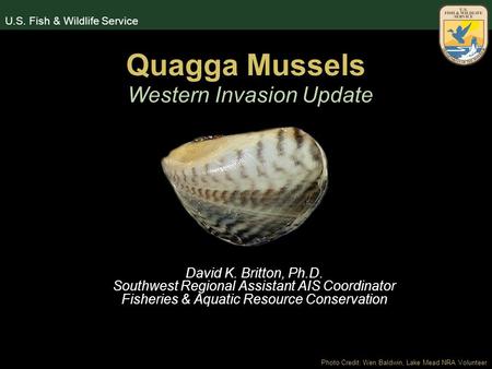 U.S. Fish & Wildlife Service Quagga Mussels David K. Britton, Ph.D. Southwest Regional Assistant AIS Coordinator Fisheries & Aquatic Resource Conservation.