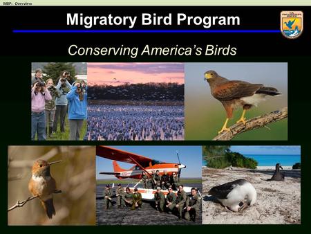 Migratory Bird Program Conserving America’s Birds.
