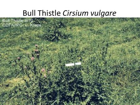 Bull Thistle Cirsium vulgare. Introduction of Bull Thistle Bull thistle is native to Europe, western Asia and North Africa. Bull thistle was introduced.