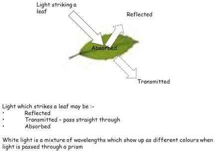 Light which strikes a leaf may be :- Reflected Transmitted – pass straight through Absorbed White light is a mixture of wavelengths which show up as different.