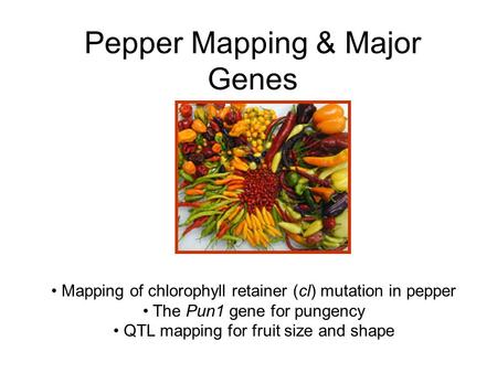 Pepper Mapping & Major Genes Mapping of chlorophyll retainer (cl) mutation in pepper The Pun1 gene for pungency QTL mapping for fruit size and shape.