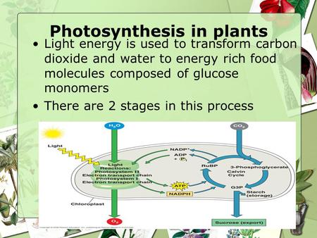 Photosynthesis in plants Light energy is used to transform carbon dioxide and water to energy rich food molecules composed of glucose monomers There are.