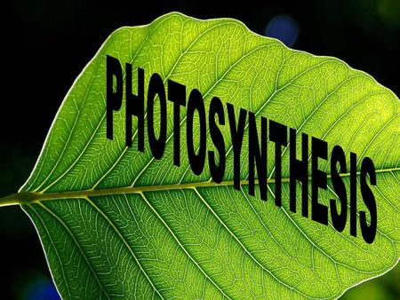 Autotroph Autotroph (Producers) Make their own food Photosynthesis Chemosynthesis - Plants - Some bacteria & protistsHeterotroph (Consumers) Energy obtained.