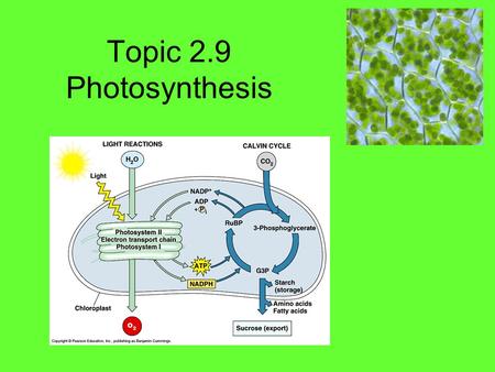 Topic 2.9 Photosynthesis.