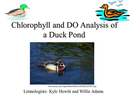 Chlorophyll and DO Analysis of a Duck Pond Limnologists: Kyle Hewitt and Willie Adams www.spcnp.org/ images/Male%20Wood%20Duck%201.jpg.