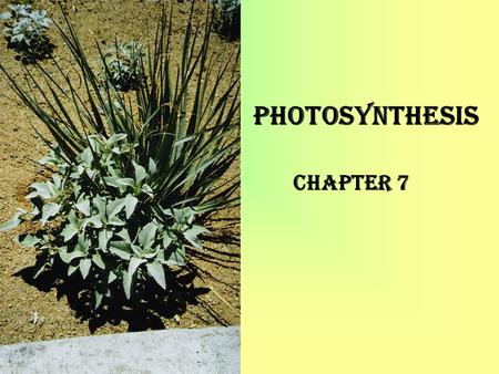 Photosynthesis Chapter 7. Photo means light; synthesis means “to put together”. Plants make glucose from CO2, H2O and some other elements, mainly N, P,
