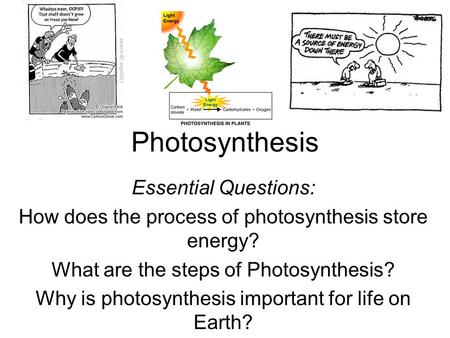 Photosynthesis Essential Questions: