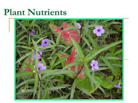 Plant Nutrients.