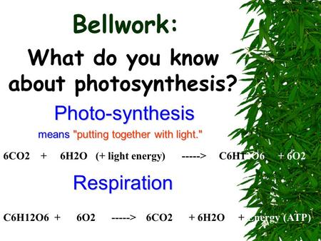 Bellwork: What do you know about photosynthesis? Photo-synthesis means putting together with light. 6CO2 + 6H2O (+ light energy) -----> C6H12O6 + 6O2.