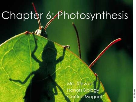 Chapter 6: Photosynthesis