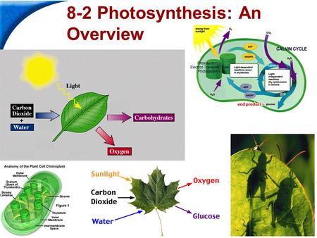 End Show Slide 1 of 28 8-2 Photosynthesis: An Overview.