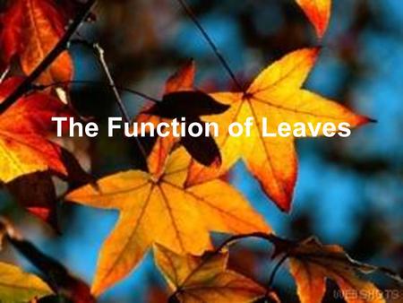 The Function of Leaves. Leaf Types and Patterns Five different types of leaf patterns –Needlelike or scalelike –Opposite compound leaves –Opposite simple.