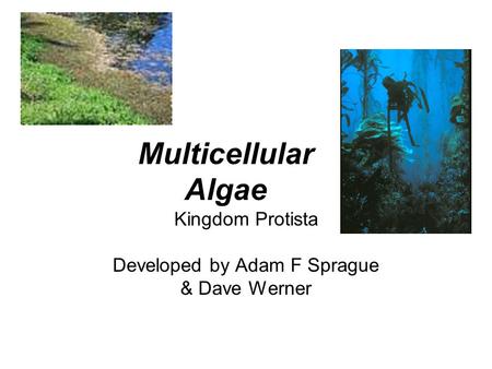 Kingdom Protista Developed by Adam F Sprague & Dave Werner