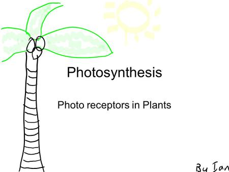 Photosynthesis Photo receptors in Plants. Photosynthesis.
