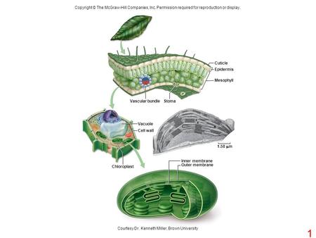 Copyright © The McGraw-Hill Companies, Inc. Permission required for reproduction or display. Vascular bundleStoma Cuticle Epidermis Mesophyll Chloroplast.