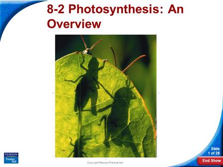 End Show Slide 1 of 28 Copyright Pearson Prentice Hall 8-2 Photosynthesis: An Overview.
