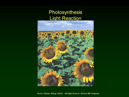 Raven - Johnson - Biology: 6th Ed. - All Rights Reserved - McGraw Hill Companies Photosynthesis Light Reaction (AP) Chapter 10.
