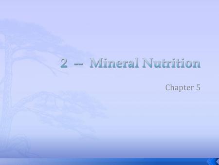 Chapter 5.  Acquired primarily through the roots  Inorganic ions  Nutrient cycles begin with plant roots – mining minerals from the soil  Soil mycorrhizza.
