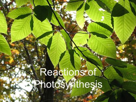 Reactions of Photosynthesis. Photosynthetic Equation Light.