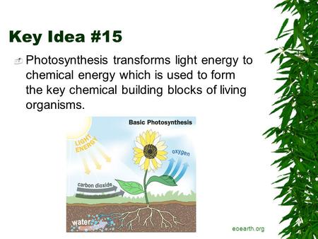 Key Idea #15  Photosynthesis transforms light energy to chemical energy which is used to form the key chemical building blocks of living organisms. eoearth.org.