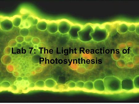 Light Reactions of Photosynthesis
